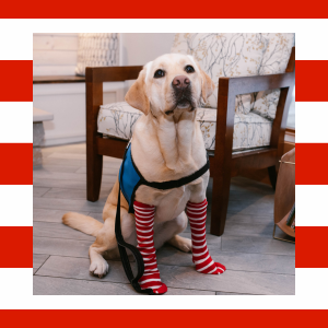 Olive A service dog wearing striped socks